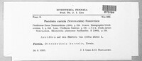 Puccinia caricis image